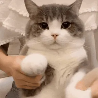🐱 cat, cute, animal, pet, fluffy whatsapp sticker
