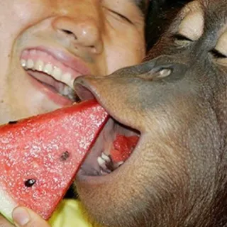 😌 orango, anguria, mangiare, frutta, condivisione, animali, primate, umano whatsapp sticker