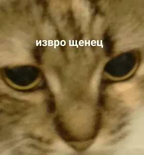 😕 извро щенец cat, feline, meme, animal, close up whatsapp sticker