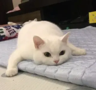 😔 cat, white cat, animal, domestic animal, cute, pet telegram sticker