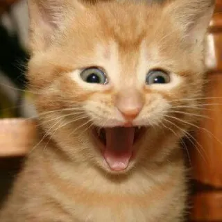 😺 chat, chaton, animal, animal de compagnie, orange, mignon, drôle, mème telegram sticker