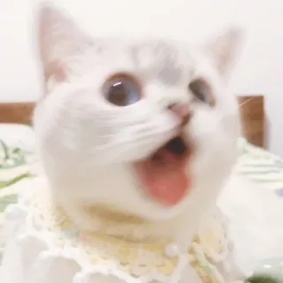 🐈 猫, 子猫, 白い猫, 可愛い, 動物 whatsapp sticker
