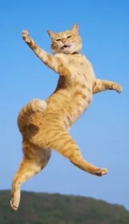 ☺️ cat, jumping, animal, orange cat, funny, sky, pet telegram sticker