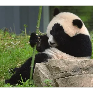 😑 Panda, Animal, Urso, Bambu, Fofo, Vida selvagem telegram sticker