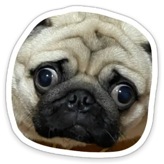 😳 dog, pug, animal, pet, cute, funny telegram sticker