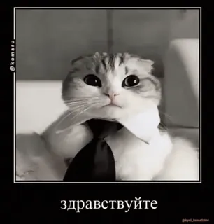 👋 здравствуйте kucing, dasi, formal, salam, halo, hewan whatsapp sticker