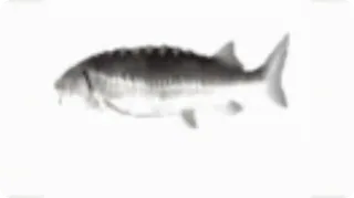 🐟 ikan, sturgeon, binatang, satwa liar, akuatik, air tawar, makanan laut telegram sticker