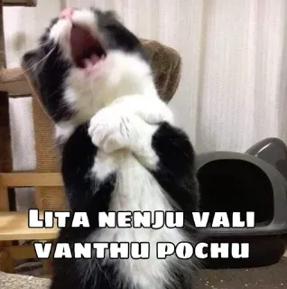 😂 LITA NENJU VALI VANTHU POCHU gato, meme, engraçado, animal, fofo, animal de estimação telegram sticker