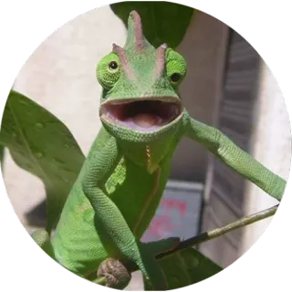 Drunken Animals telegram stickers