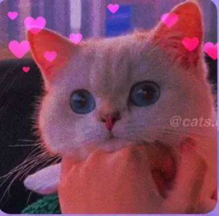 💖 @cats. gatto, carino, animale domestico, animale, cuori, adorabile telegram sticker
