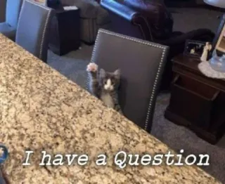 🤔 I have a Question cat, question, cute, animal, kitten, pet telegram sticker