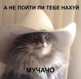 😑 А НЕ ПОЙТИ ЛИ ТЕБЕ НАХУЙ
МУЧАЧО Katze, Hut, beleidigend, russisch telegram sticker