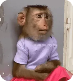 🪸 микро пути monyet, binatang, pakaian, rusia, menyinggung telegram sticker