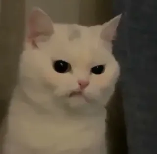 🐱 Katze, weiße Katze, Tier, niedlich, Haustier, Säugetier telegram sticker