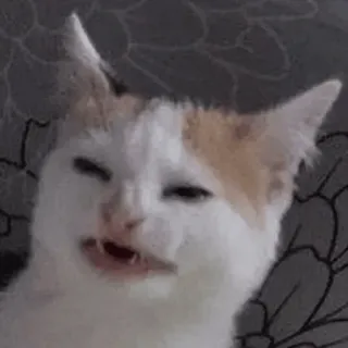 ✳️ cat, funny, meme, animal, pet, expression whatsapp sticker