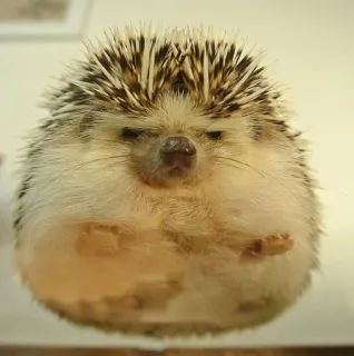 🌟 Igel, Tier, süß, Haustier, Wildtier whatsapp sticker