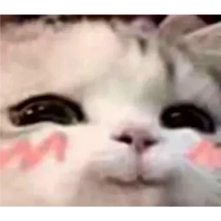 🎀 고양이, 귀여운, 동물, 애완동물, 카와이, 볼터치 whatsapp sticker