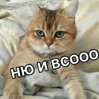 👌 НЮ И ВСООО кот, смешной, мем, русский текст, милый telegram sticker