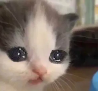🐱 Katze, Kätzchen, traurig, süß, Tier, Haustier whatsapp sticker