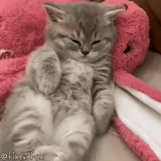 😴 @fix_x_fox cat, kitten, cute, sleepy, animal, pet telegram sticker