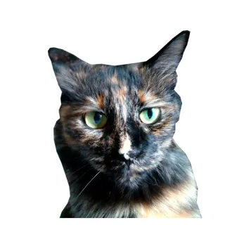 🤨 kot, zwierzę, zwierzę domowe, kot szylkretowy, kot domowy, kotowate telegram sticker