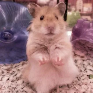 🤏 hamster, rodent, animal, cute, pet, small, mammal telegram sticker