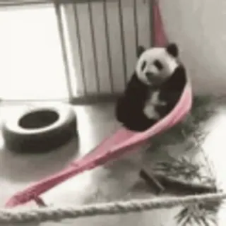 🐼 panda, binatang, lucu, tempat tidur gantung, malas, santai whatsapp sticker