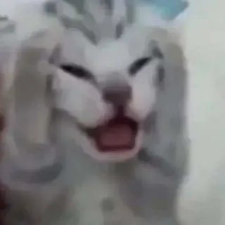 😂 猫, 動物, ミーム, 面白い, ペット, ネコ whatsapp sticker