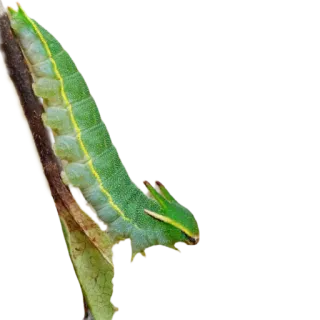🐉 гусеница, насекомое, зеленый, природа, личинка, животное telegram sticker