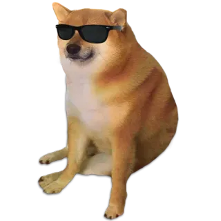 🐶 doge โดจ, หมา, ชิบะอินุ, มีม, แว่นกันแดด whatsapp sticker