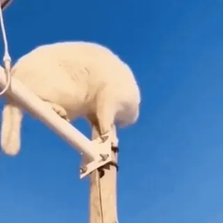 🤩 gato, poste, gato branco, céu, animal, fofo telegram sticker