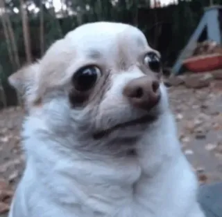 😟 dog, chihuahua, meme, funny, pet, animal telegram sticker