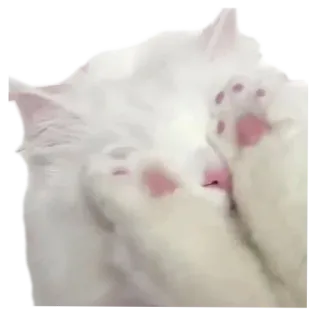 🐱 cat, cute, animal, pet, white cat, fluffy telegram sticker