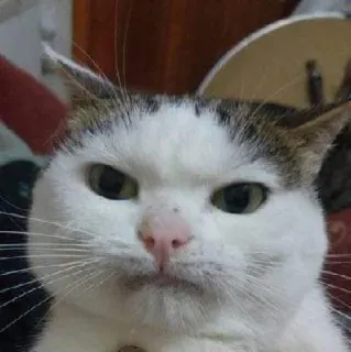 🤨 cat, animal, pet, domestic cat, cute, feline, mammal telegram sticker