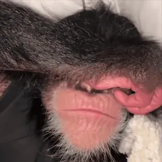 🤩 chimpanzee telegram sticker