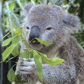 🐨 koala, animal, australia, marsupial, eucalyptus, wildlife, cute telegram sticker