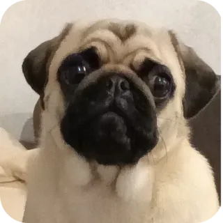 🐶 telegram sticker