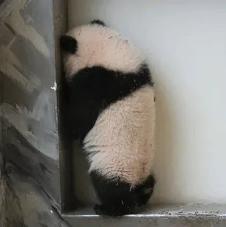 🐼 panda, animal, lindo, bebé panda telegram sticker