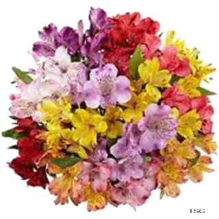 💐 flores, buquê, arranjo floral, colorido, alstroemeria, lírio peruano, natureza, primavera, flor telegram sticker