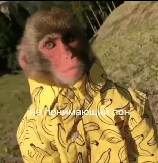 🙂 не понимающий пон monkey, banana, jacket, animal, ape telegram sticker