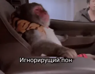 🥱 Игнорирующий пон scimmia, animale, auto, ignorato, divertente telegram sticker