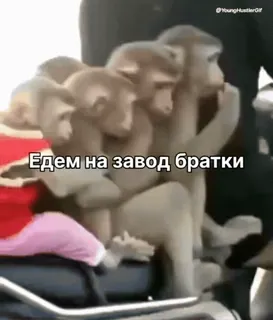 🏍 Едем на завод братки 원숭이, 동물, 타기, 텍스트, 러시아어 telegram sticker