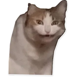 🤷 chat, animal, drôle, mème, animal de compagnie, mignon telegram sticker