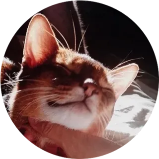 Pussycat whatsapp stickers