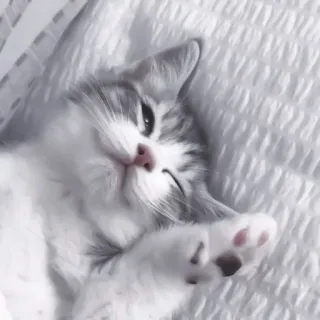 🐈 kot, kociak, słodki, zwierzę domowe, zwierzę, kot domowy, leżący telegram sticker