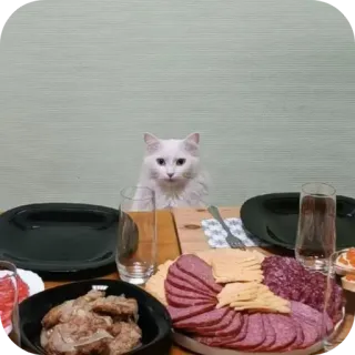 🐱 cat whatsapp sticker