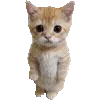 Emoji ➡️ @Emodji_All | @Smexotura ⬅️ СМЕШНО 📢 Рандом telegram emojis 🙀