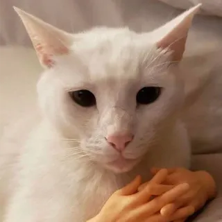 🤔 gatto, gatto bianco, animale domestico, animale, carino, animale domestico, mano, gatto albino telegram sticker