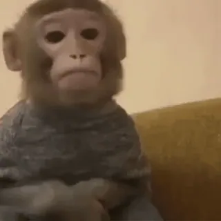 😓 singe, animal, primate, mignon, pull whatsapp sticker
