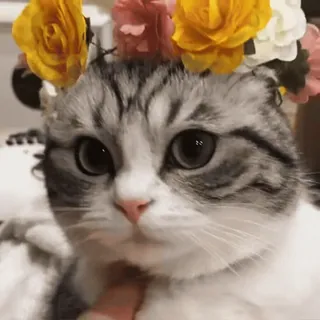 ๐ kucing, anak kucing, bunga, imut, hewan telegram sticker